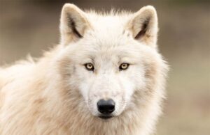white wolf